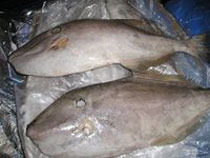 Manufacturers Exporters and Wholesale Suppliers of Frozen Pomfret Fishes New Delhi Delhi
